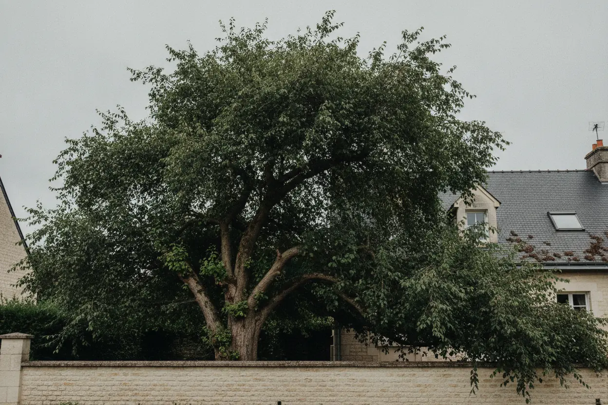 Grand chêne non entretenu avec branches mortes surplombant une maison à Caen